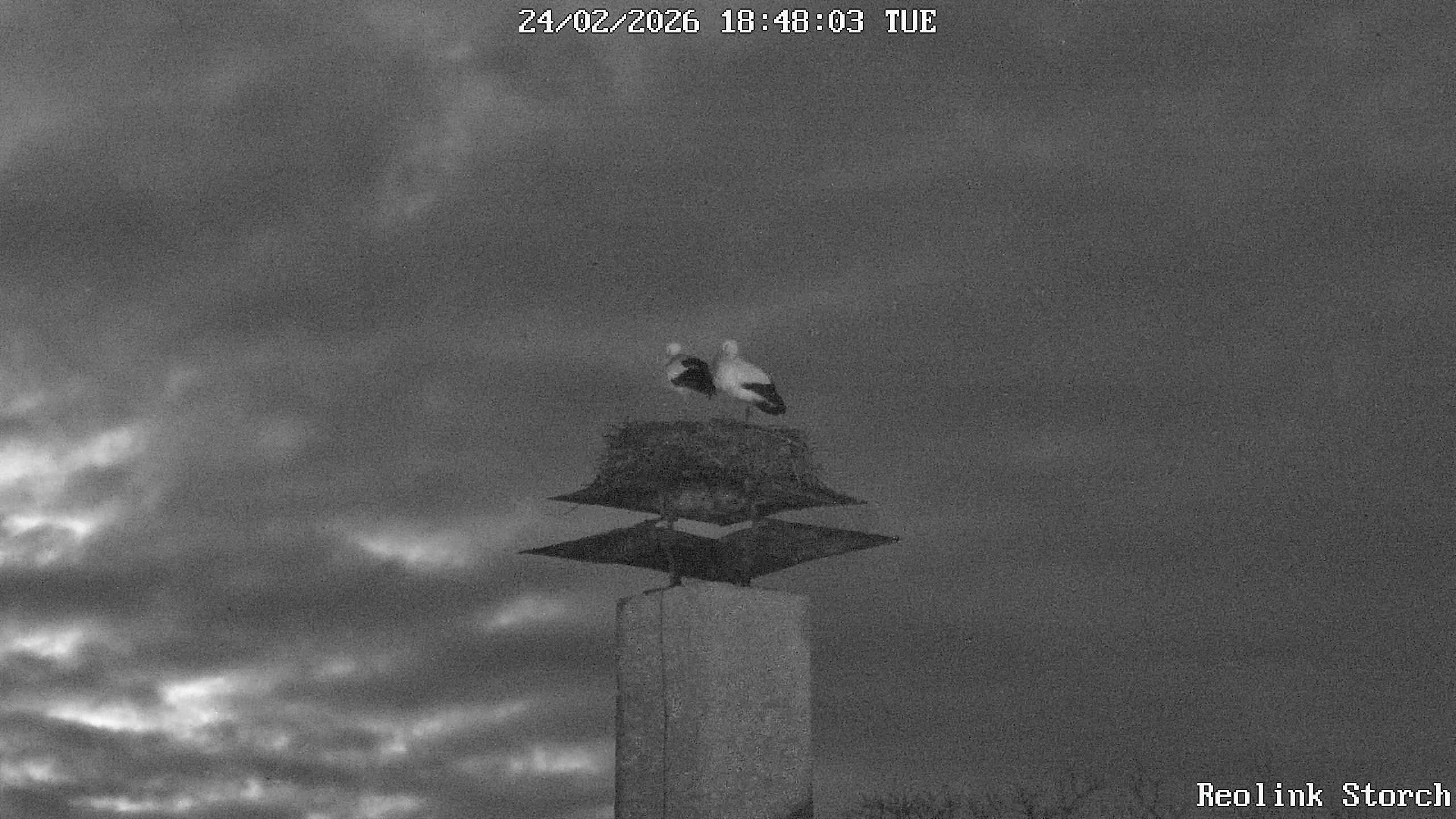 Storchencam Bild